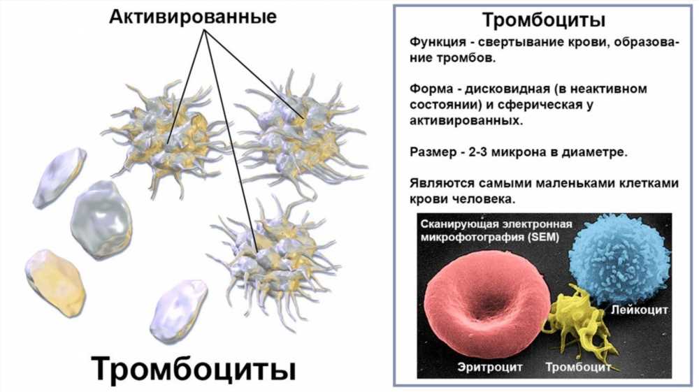 Диета при повышенных тромбоцитах: как контролировать уровень пластинок крови с помощью питания