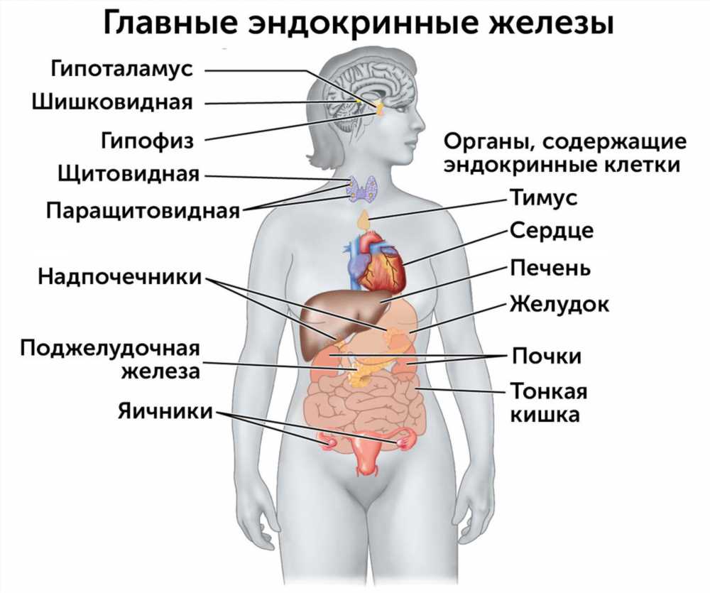 Где производятся гормоны: основные органы эндокринной системы и их роль в организме