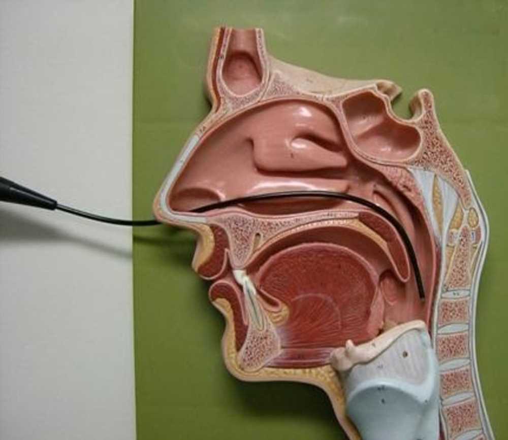 Исследование Носовой, Ротовой и Гортанной Частей Глотки: Основные Функции и Расстройства