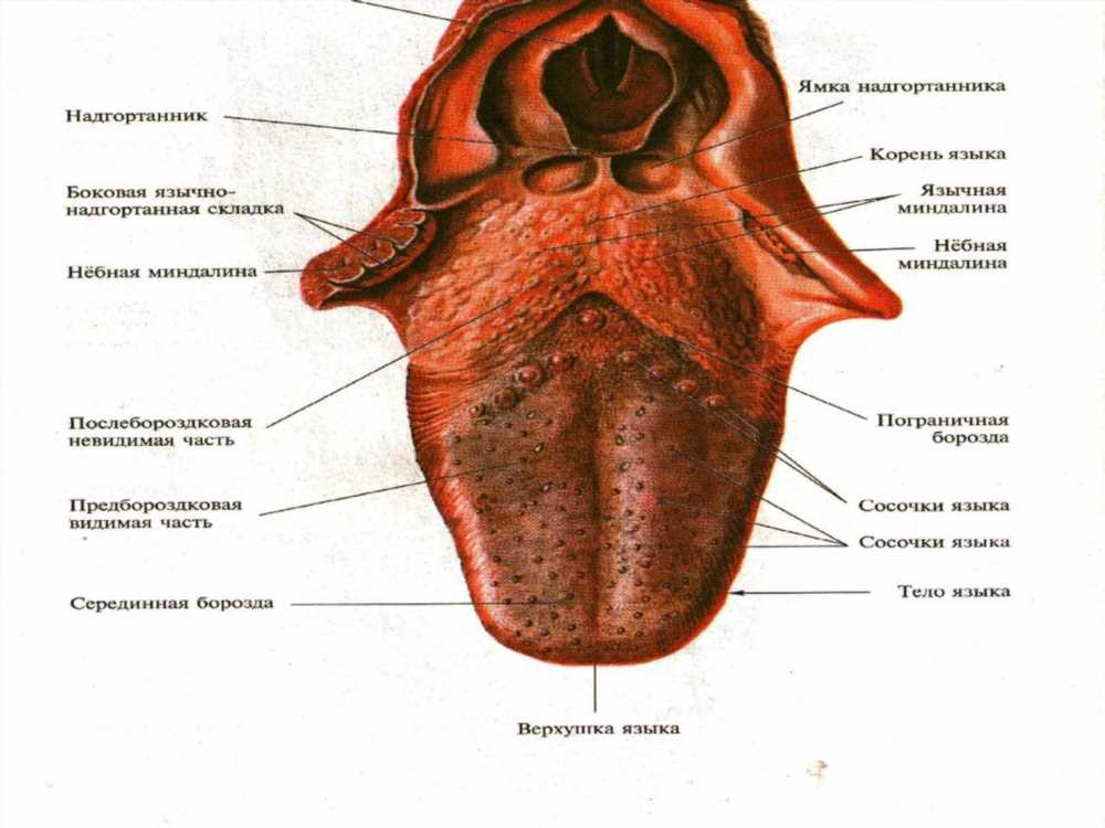 Как определить состояние организма по языку: ключевые признаки и методы диагностики