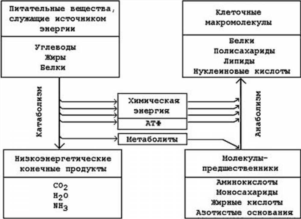 Метаболизм: Основы Обмена Веществ и Его Роль в Человеческом Организме