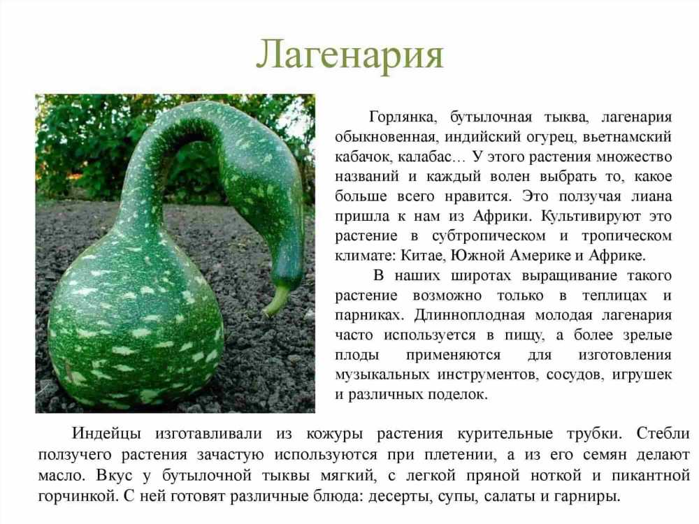 Огуречная трава: Все, что вам нужно знать о ее культивации, свойствах и применении